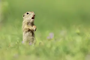 Bulgaria Prints: European ground squirrel (Spermophilus citellus) or Souslik