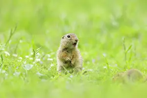 Bulgaria Prints: European ground squirrel (Spermophilus citellus) or Souslik