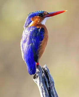 Perch Prints: European kingfisher, on perch, Zimanga Private Game Reserve, Natal, South Africa