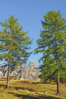 Larix Prints: European larch and Cimon della Pala - Italy, Trentino-Alto Adige, Trentino