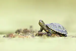 Bulgaria Prints: European Pond Turtle/Terrapin (Emys orbicularis) resting on log in pond
