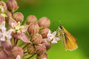 Butterflies Prints: European Skipper (Thymelicus lineola), Greater Sudbury, Ontario, Canada