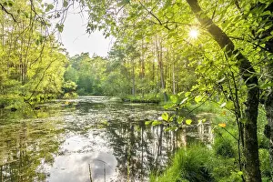 Lower Saxony Prints: Evening atmosphere at the Pastor Ponds in the Wesel Heath nature reserve