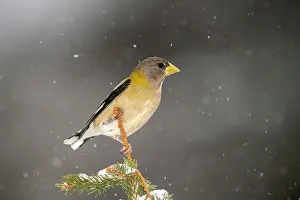 Precipitation Prints: Evening grosbeak (Hesperiphona vespertina) Female near winter feeder