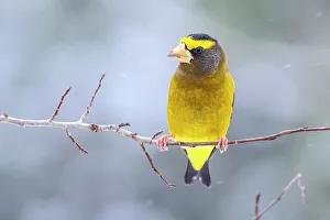 Perching Prints: Evening grosbeak (Hesperiphona vespertina) Male, Greater Sudbury, Ontario, Canada