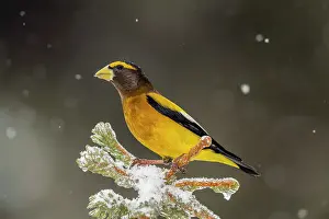 Precipitation Prints: Evening grosbeak (Hesperiphona vespertina) Male near winter feeder
