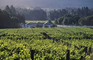 Vine Yard Gallery: Evening light catches the vines at Petite Ferme Vineyard