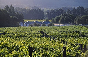 Franschoek Prints: Evening light catches the vines at Petite Ferme Vineyard