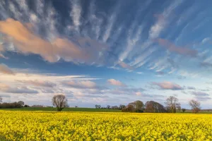 Oilseed Rape Prints: Evening Sky Over Field of Rape, Norfolk, England