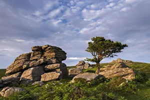 Moorland Prints: Evening sunlight over moorland near Haytor, Dartmoor National Park, Devon, England