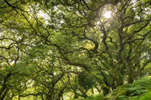 Images Dated 8th December 2021: Evening sunlight shining through a verdant deciduous woodland, Dartmoor National Park