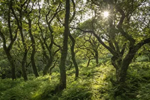 Images Dated 8th December 2021: Evening sunlight in a verdant deciduous woodland, Dartmoor National Park, Devon, England