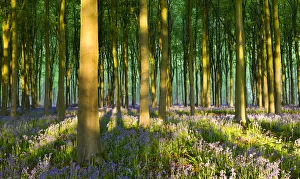 Lockeridge Prints: Evening sunlight in West Woods bluebell woodland, Lockeridge, Wiltshire, England. Spring