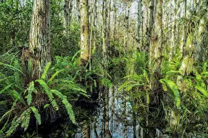 Cypress Trees Prints: Everglades National Park, Big Cypress Natural Preserve, Florida