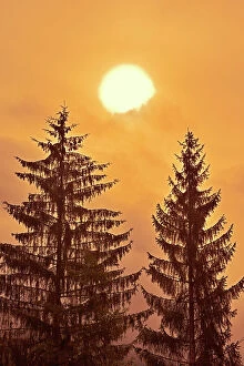 Images Dated 14th August 2023: Evergreen trees at sunrise in fog, Prudhomme Lake Provincial Park, British Columbia, Canada