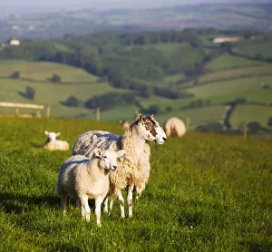 Lamb Prints: Ewe and lamb in a field in Devon, England. Summer (June) 2009