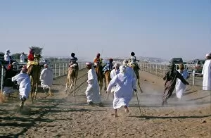 Oman Collection: To the excited shouts and stick waving of their camel handlers