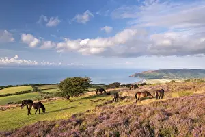Heather Prints: Exmoor Ponies graze on heather covered moorland on Porlock Common, Exmoor, Somerset