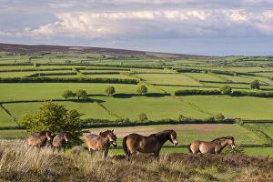 Exmoor ponies grazing on Winsford Hill in Exmoor National Park, Somerset, England