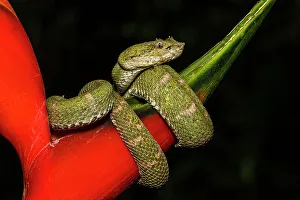 Poikilotherm Prints: EYELASH PALM PITVIPER (Bothriechis schlegelii)