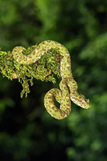 Biodiversity Prints: Eyelash viper (Bothriechis schlegelii), Laguna del lagarto, Alajuela, Costa Rica