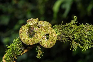 Camouflaged Prints: Eyelash viper (Bothriechis schlegelii), Laguna del lagarto, Alajuela, Costa Rica
