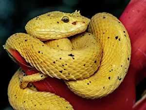Snake Prints: Eyelash Viper (Bothriechis schlegelii), Boca Tapada, Costa Rica