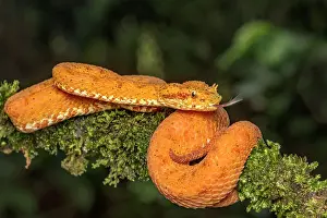 Pura Vida Prints: Eyelash Viper (Bothriechis schlegelii) orange phase in Lowland Caribbean Rainforest habitat