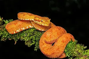 Pura Vida Prints: Eyelash Viper (Bothriechis schlegelii) orange phase in Lowland Caribbean Rainforest habitat