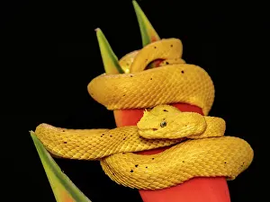 Snake Prints: Eyelash Viper (Bothriechis schlegelii) yellow phase