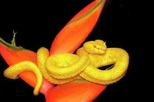 Pura Vida Prints: Eyelash Viper (Bothriechis schlegelii) yellow phase in Lowland Caribbean Rainforest habitat