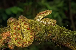 Eyelash Viper (Bothriechis schlegelii) yellow phase in Lowland Caribbean Rainforest habitat, Boca Tapada, Costa Rica