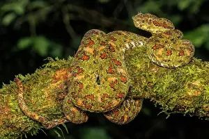 Pura Vida Prints: Eyelash Viper (Bothriechis schlegelii) yellow phase in Lowland Caribbean Rainforest habitat