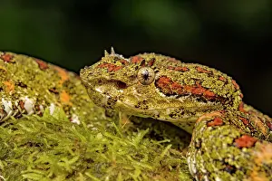 Pura Vida Prints: Eyelash Viper (Bothriechis schlegelii) yellow phase in Lowland Caribbean Rainforest habitat
