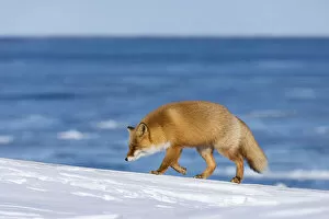 Images Dated 26th February 2021: Ezo Red Fox (Vulpes vulpes schrencki) walking in snow, Hokkaido, Japan