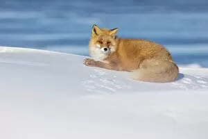 Images Dated 6th April 2021: Ezo Red Fox (Vulpes vulpes schrencki) resting in snow, Hokkaido, Japan