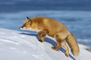Images Dated 6th April 2021: Ezo Red Fox (Vulpes vulpes schrencki) walking in snow, Hokkaido, Japan