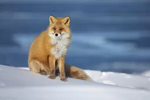 Ezo Red Fox (Vulpes vulpes schrencki), Hokkaido, Japan