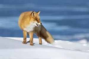 Images Dated 26th February 2021: Ezo Red Fox (Vulpes vulpes schrencki) in snow, Hokkaido, Japan