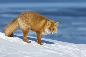 Images Dated 26th February 2021: Ezo Red Fox (Vulpes vulpes schrencki) in snow, Hokkaido, Japan