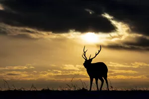 Single Gallery: Ezo Sika Deer (Cervus nippon yesoensis), single adult feeding at sunset, Hokkaido, Japan