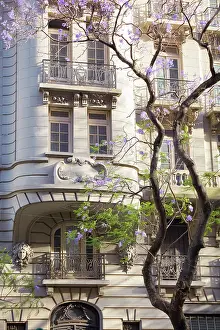 Buenos Aires Prints: The facade of a colonial architecture building with a Jacaranda tree in springtime