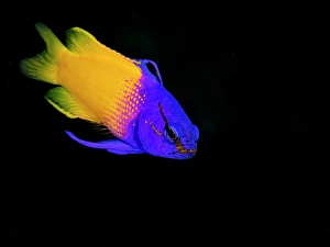Bahamas Prints: Fairy Basslet (Gramma loreto) is also known as Royal Gamma