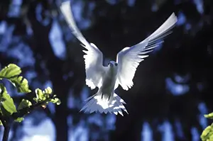Feathers Prints: Fairy tern in flight (Gygis alba monte), Aride Island