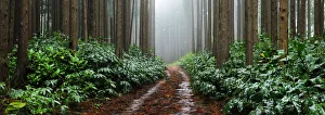 Panoramas Prints: Falca Forest Reserve in a foggy day. Faial, Azores islands, Portugal