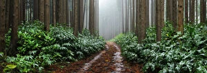 Falca Forest Reserve in a foggy day. Faial, Azores islands, Portugal