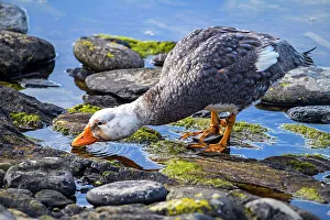 Salt Water Prints: Falkland steamerduck (Tachyeres brachypterus)