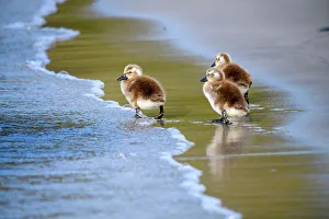 Salt Water Prints: Falkland steamerduck (Tachyeres brachypterus)