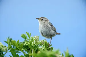 Salt Water Prints: Falklands grass wren (Cistothorus platensis falklandicus) Juvenile awaiting food from parent