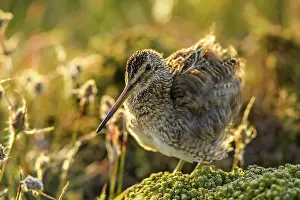 Salt Water Prints: Falklands Snipe/Magellanic snipe (Gallinago magellanica )